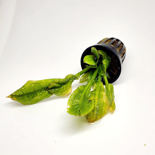 Potted Rosette Sword