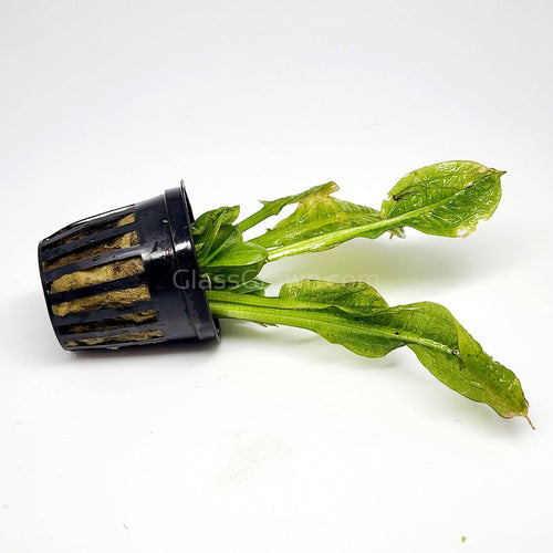 Potted Rosette Sword