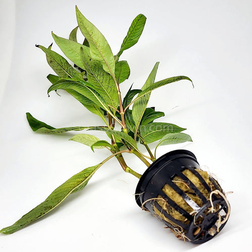 Potted Temple Plant (Hygrophila Corymbosa)