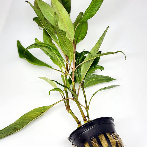 Potted Temple Plant (Hygrophila Corymbosa)