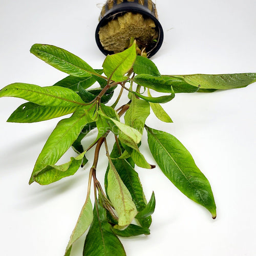 Potted Temple Plant (Hygrophila Corymbosa)