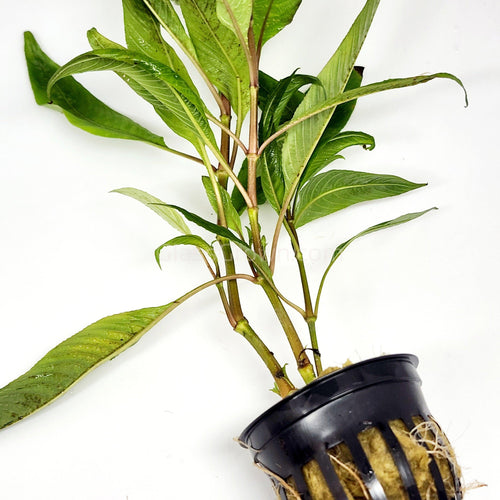 Potted Temple Plant (Hygrophila Corymbosa)