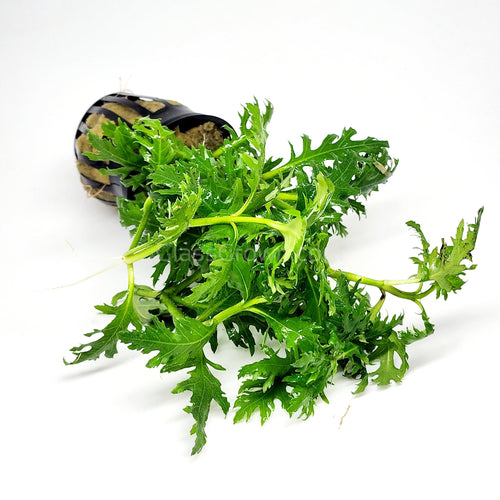 Potted Water Wisteria (Hygrophila Difformis)