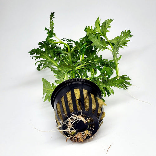 Potted Water Wisteria (Hygrophila Difformis)