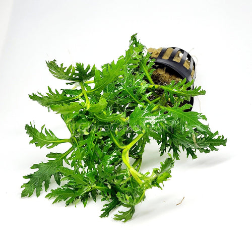 Potted Water Wisteria (Hygrophila Difformis)