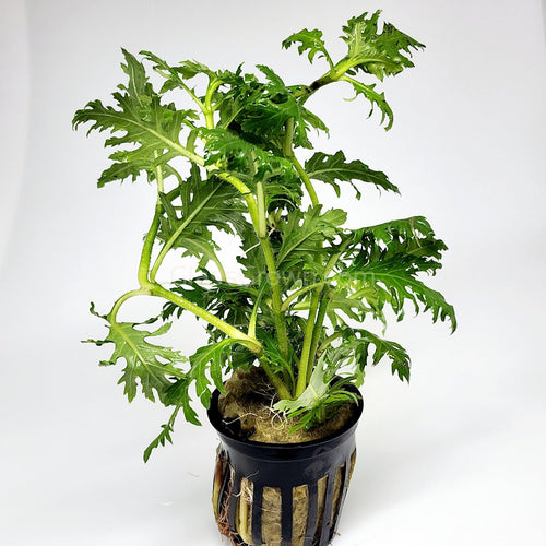 Potted Water Wisteria (Hygrophila Difformis)