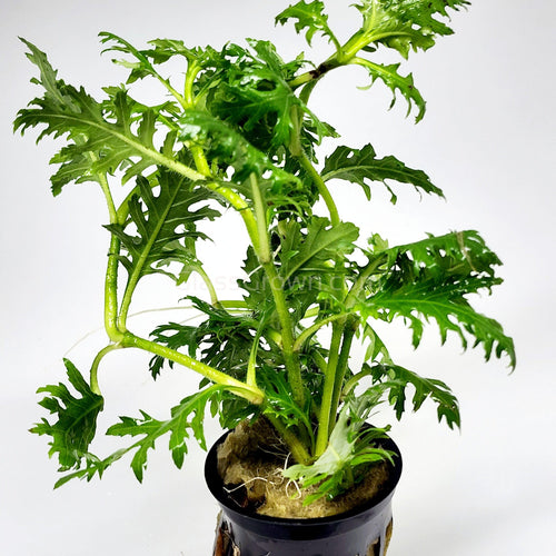 Potted Water Wisteria (Hygrophila Difformis)