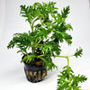 Bunch Water Wisteria (Hygrophila Difformis)