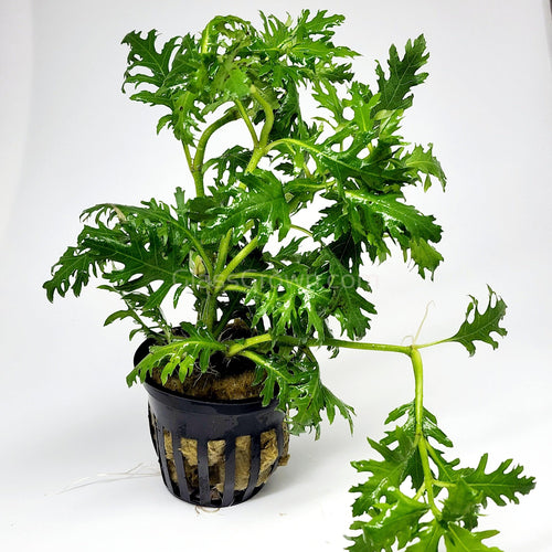 Potted Water Wisteria (Hygrophila Difformis)