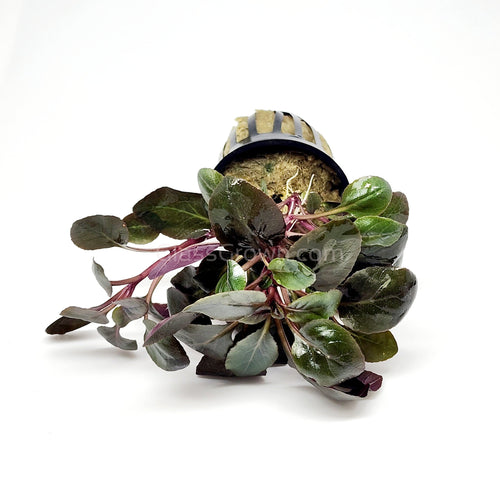 Potted Cardinal Plant