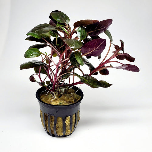 Potted Cardinal Plant