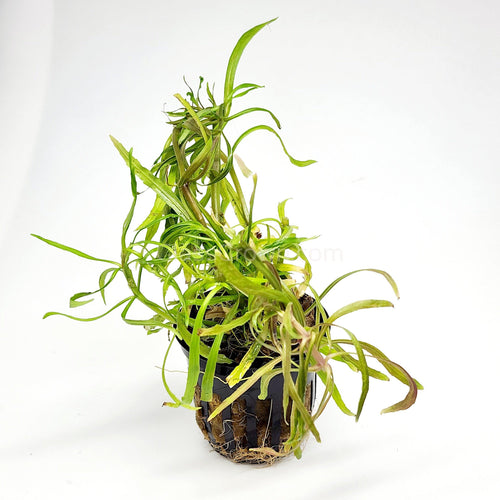 Potted Pogostemon Stellatus 'Octopus'