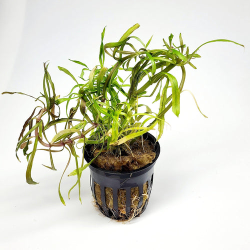 Potted Pogostemon Stellatus 'Octopus'