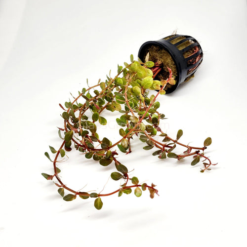 Potted Rotala Vietam H'ra