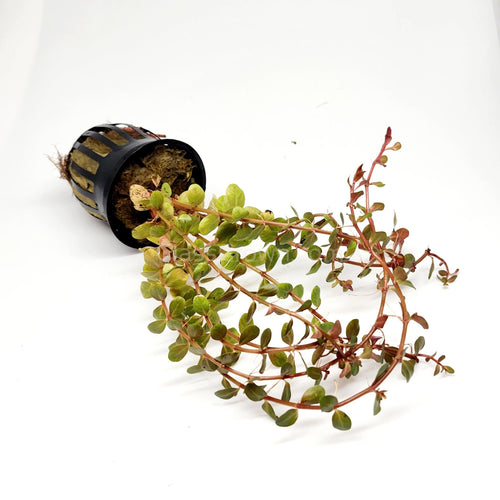 Potted Rotala Vietam H'ra