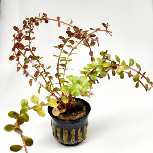 Potted Rotala Vietam H'ra