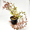 Potted Rotala Vietam H'ra