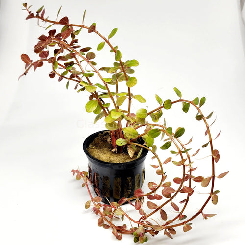 Potted Rotala Vietam H'ra