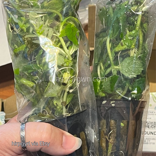 Potted Water Wisteria (Hygrophila Difformis)