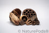 Assorted Botanical Seed Pod Pack