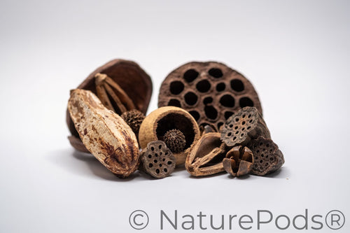 Assorted Botanical Seed Pod Pack