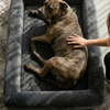 Premium Orthopedic Memory Foam Dog Bed - Charcoal (Medium) (LP)