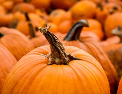 Pumpkin Flavored Yak Cheese Chew - made with REAL PUMPKIN Puree - Single