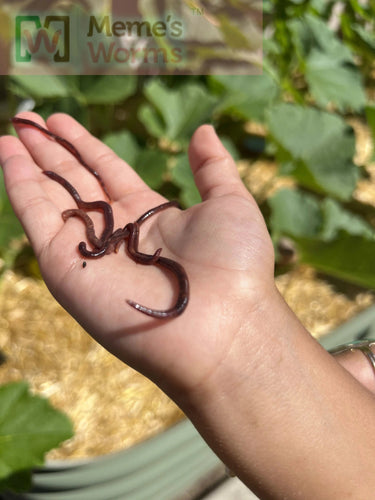 Pure Red Wiggler Composting Worms (SC)