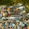 Pygmy Corydoras 6 Pack
