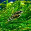 Pygmy Corydoras 6 Pack