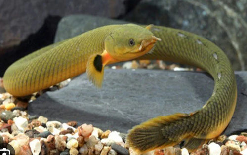 Banded Rope Fish ROPE FISH - Audubon, NJ - Garden State Pet Center