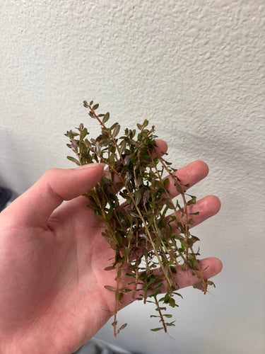 Rotala Rotundifolia Red (8 stems)