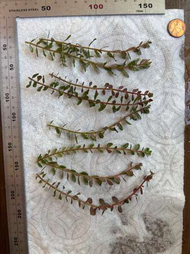 Rotala Rotundifolia Red (8 stems)