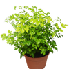 Radermachera 'China Doll' - 6 Pot