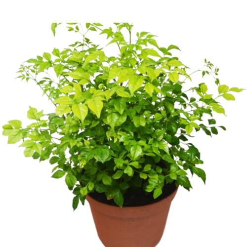 Radermachera 'China Doll' - 6 Pot