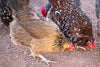Easter Egger Chicks – Buy 10 + 5 Bonus Free (15 All-Female, Shipping Included)
