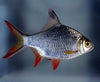 Redtail Tinfoil Barb (Barbonymus schwanenfeldii)
