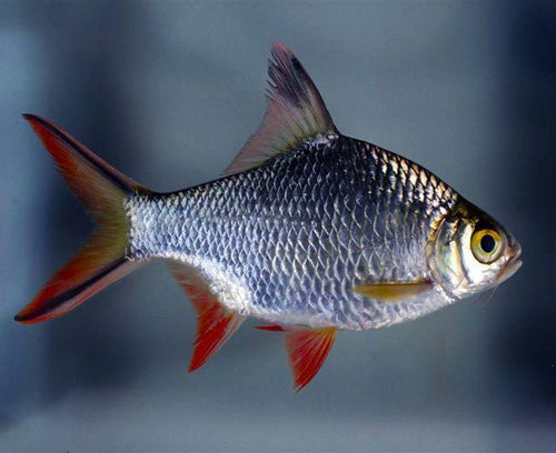 Redtail Tinfoil Barb (Barbonymus schwanenfeldii)