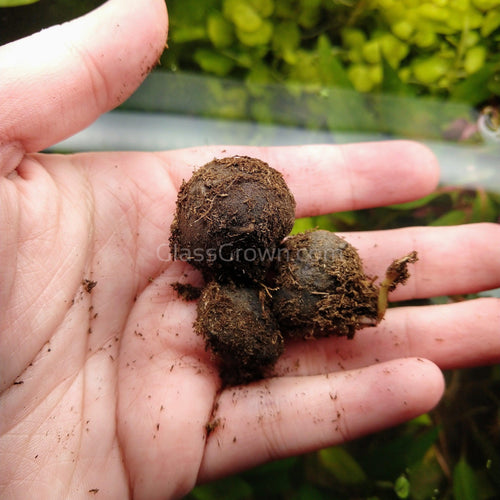 Red Tiger Lotus Bulb