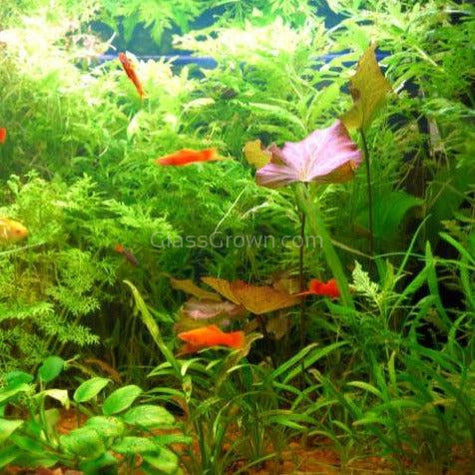 Red Tiger Lotus Bulb