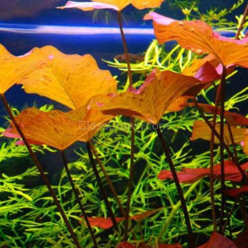 Red Tiger Lotus Bulb