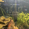 Red Cherry Dwarf Shrimp 10+ Pack