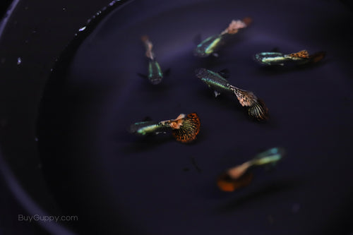 Red dragon guppy