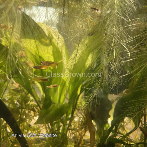 Red Neon Blue Eye Rainbowfish 6 Pack