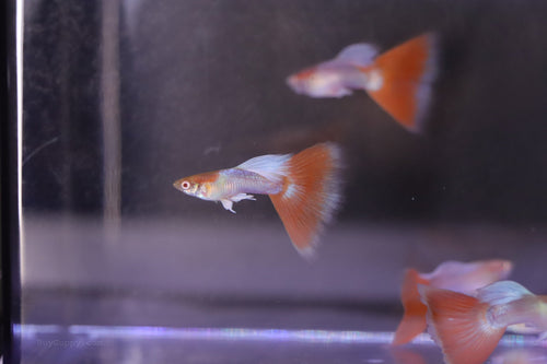 Red Topaz Guppy