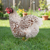 Blue Egg, Blue Laced & Speckled Trio – Buy 6 + 6 Bonus Free (12 Female Chicks, Shipping Included)