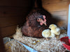 Rhode Island Red Chicks – Buy 10 + 5 Bonus Free (15 All-Female, Shipping Included)