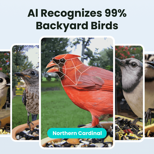 Birdfy Feeder Rookie - Beginner-Friendly Smart Bird Feeder Green