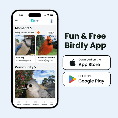 Birdfy Feeder Rookie - Beginner-Friendly Smart Bird Feeder Green