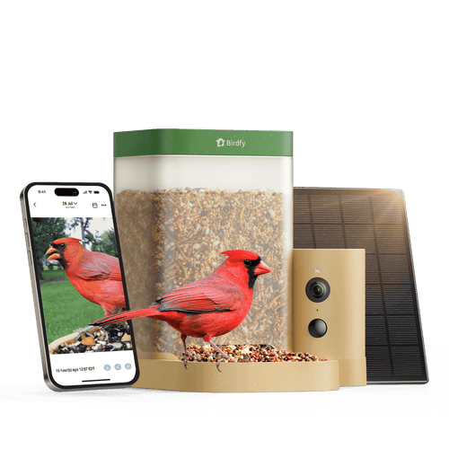Birdfy Feeder Rookie - Beginner-Friendly Smart Bird Feeder Green